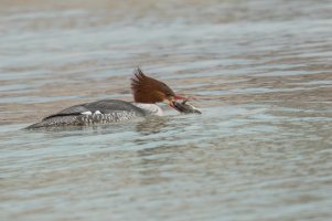 Common Merganser (female-winter) 2024-104.jpg