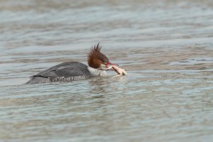 Common Merganser (female-winter) 2024-107.jpg