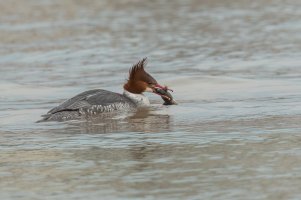 Common Merganser (female-winter) 2024-109.jpg