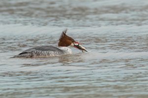 Common Merganser (female-winter) 2024-117.jpg