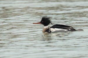 Red-breasted Merganser (male-winter) 2024-100.jpg