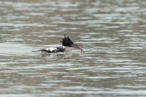 Red-breasted Merganser (male-winter) 2024-101.jpg