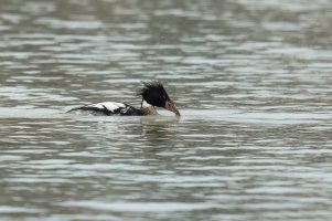 Red-breasted Merganser (male-winter) 2024-104.jpg