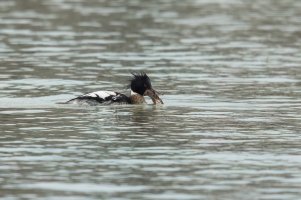 Red-breasted Merganser (male-winter) 2024-105.jpg