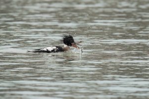 Red-breasted Merganser (male-winter) 2024-106.jpg