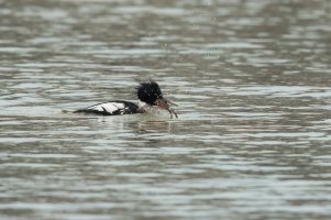 Red-breasted Merganser (male-winter) 2024-107.jpg