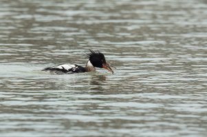 Red-breasted Merganser (male-winter) 2024-108.jpg