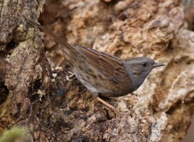 309A2840-DxO_Dunnock.jpg