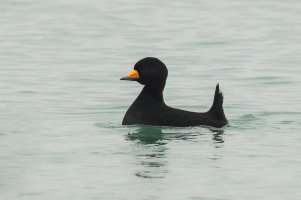 Black Scoter (male-winter) 2024-100.jpg