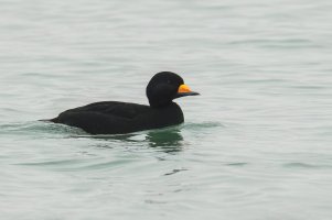 Black Scoter (male-winter) 2024-101.jpg
