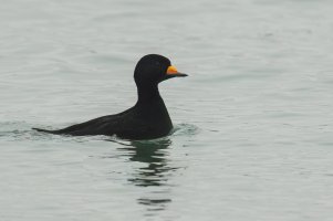 Black Scoter (male-winter) 2024-103.jpg