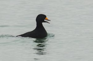 Black Scoter (male-winter) 2024-104.jpg