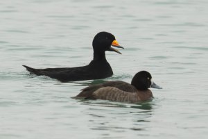 Black Scoter (male-winter) 2024-110.jpg