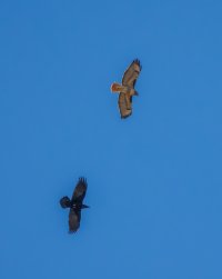 EOS R7_3072-Enhanced-NR.jpg