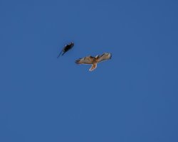 EOS R7_3094-Enhanced-NR.jpg