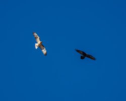 EOS R7_3103-Enhanced-NR.jpg