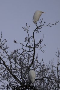 egret_2024_02.JPG