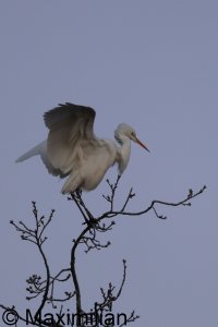 egret_2024_03.JPG