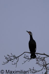 cormorant_2024_01.JPG