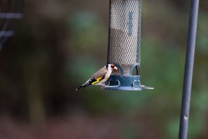 309A2308-DxO_800mm_goldfinch_Full.jpg