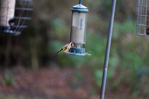 309A2337-DxO_500mm_goldfinch_Full.jpg