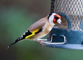 1_309A2337-DxO_Goldfinch_500mm.jpg