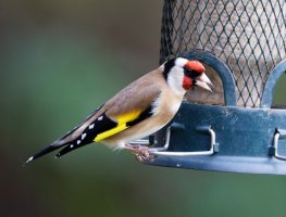 2_309A2291-DxO_Goldfinch_600mm.jpg
