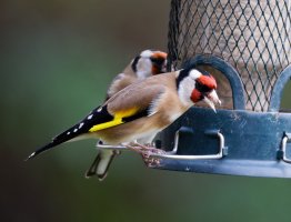 3_309A2348-DxO_Goldfinch_672mm.jpg
