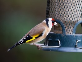 4_309A2323-DxO_Goldfinch_707mm.jpg