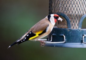 5_309A2308-DxO_Goldfinch_800mm.jpg