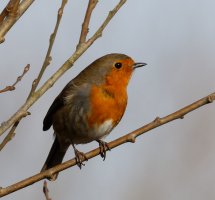 1_309A3050-DxO_Robin_400mm.jpg