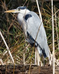 3_309A3191-DxO_600mm_Heron_f8.jpg
