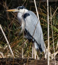 5_309A3198-DxO_800mm_Heron_f9.jpg