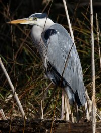 6_309A3146-DxO_800mm_Heron_f9.jpg