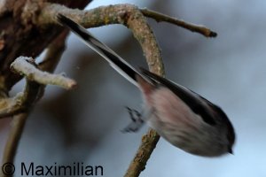 tit_long_tailed_2024_02.JPG
