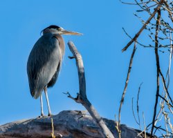 EOS R7_3183-Enhanced-NR-Edit.jpg