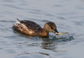 309A3563-DxO_Little_Grebe+fish.jpg