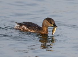309A3602-DxO_Little_Grebe+fish.jpg