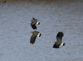 309A2665-DxO_Lapwings_flying_800mm_LS1.jpg