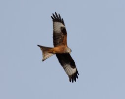 309A3120-DxO_Red_Kite_LS1+1.jpg