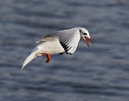 309A3327-DxO_Gull_flying_500mm.jpg