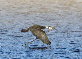 309A3344-DxO_Cormorant_flying with twig aut.jpg