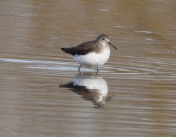 309A3276-DxO_Green_Sandpiper_800mm.jpg