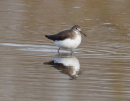 309A3276-DxO_Green_Sandpiper_800mm-topaz-enhance-4x.jpeg
