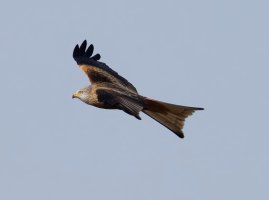 309A3113-DxO_Red_Kite_LS1+1-topaz-enhance-2x.jpeg