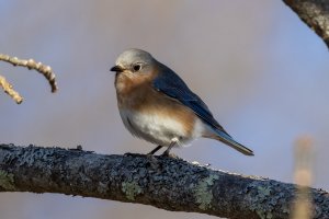 800 mm 15 m-2735.jpg