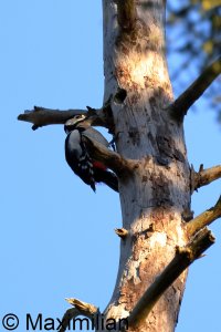 woodpecker_g_2024_01.JPG woodpecker_g_2024_01.JPG