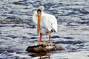 _66A9733_DxO-topaz.jpg _66A9733_DxO-topaz.jpg