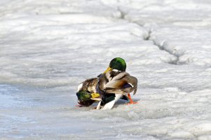 _66A4281_DxO-topaz.jpg _66A4281_DxO-topaz.jpg