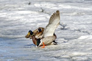 _66A4272_DxO-topaz.jpg _66A4272_DxO-topaz.jpg